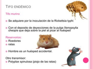 TIFO ENDÉMICO
Tifo murino

   Se adquiere por la inoculación de la Rickettsia typhi

   Con el deposito de deyecciones de la pulga Xenopsylla
    cheopis que deja sobre la piel al picar al huésped

Reservorios:
 Roedores
 ratas


   Hombre es un huésped accidental.

Otro transmisor:
 Polyplax spinulosa (piojo de las ratas)
 