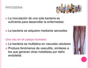 PATOGENIA


   La inoculación de una sola bacteria es
    suficiente para desarrollar la enfermedad.

   La bacteria se adquiere mediante aerosoles

Una vez en el cuerpo humano:
 La bacteria se multiplica en vacuolas celulares

 Produce fenómenos de vasculitis, similares a
  los que generan otras rickettsias por daño
  endotelial.
 