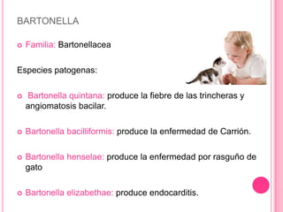 BARTONELLA

   Familia: Bartonellacea

Especies patogenas:

   Bartonella quintana: produce la fiebre de las trincheras y
    angiomatosis bacilar.

   Bartonella bacilliformis: produce la enfermedad de Carrión.

   Bartonella henselae: produce la enfermedad por rasguño de
    gato

   Bartonella elizabethae: produce endocarditis.
 