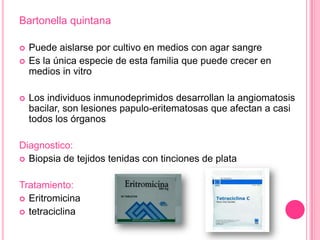 Bartonella quintana

   Puede aislarse por cultivo en medios con agar sangre
   Es la única especie de esta familia que puede crecer en
    medios in vitro

   Los individuos inmunodeprimidos desarrollan la angiomatosis
    bacilar, son lesiones papulo-eritematosas que afectan a casi
    todos los órganos

Diagnostico:
 Biopsia de tejidos tenidas con tinciones de plata


Tratamiento:
 Eritromicina
 tetraciclina
 