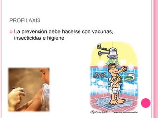 PROFILAXIS

   La prevención debe hacerse con vacunas,
    insecticidas e higiene
 