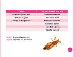 TIFOS                FIEBRES MANCHADAS
        Rickettsia prowazekii         Rickettsia rickettsii
           Rickettsia typhi            Rickettsia akari
       Orientia tsutsugamushi         Rickettsia australis
                                      Rickettsia conorii
                                      Rickettsia sibirica
                                       Coxiella burnetti


Genero: Bartonella quintana
Origina: fiebre de las trincheras
 