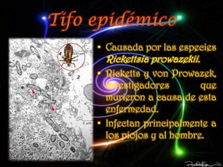 Tifo epidémico
     • Causada por las especies
      Rickettsia prowazekii.
     • Ricketts y von Prowazek,
       investigadores        que
       murieron a causa de esta
       enfermedad.
     • Infectan principalmente a
       los piojos y al hombre.
 