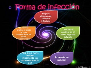 Forma de infección
                             Piojo se
                           alimenta de
                             humano
                            infectado

    Se produce
 prurito, el sujeto                             La ricketsia
     se rasca                                  prolifera en el
introduciendo las                             tracto digestivo
       heces                                      del piojo
  contraminadas




      Piojo pica a nuevo
           huésped
       depositando sus                   Se excreta en
      excrementos en la                    las heces
              piel
 