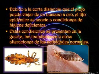 • Debido a la corta distancia que el piojo
  puede viajar de un humano a oro, el tifo
  epidémico se asocia a condiciones de
  higiene deficientes.
• Estas condiciones se presentan en la
  guerra, las inundaciones u otras
  alteraciones de las actividades normales.
 