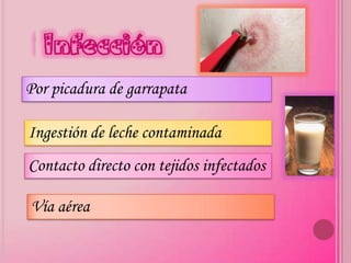 Infección
Por picadura de garrapata

Ingestión de leche contaminada
Contacto directo con tejidos infectados

Vía aérea
 