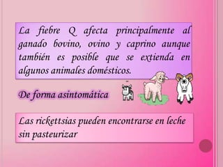 La fiebre Q afecta principalmente al
ganado bovino, ovino y caprino aunque
también es posible que se extienda en
algunos animales domésticos.

De forma asintomática

Las rickettsias pueden encontrarse en leche
sin pasteurizar
 