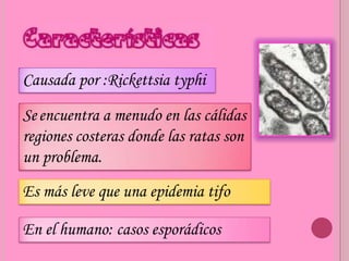 Causada por :Rickettsia typhi

Se encuentra a menudo en las cálidas
regiones costeras donde las ratas son
un problema.
Es más leve que una epidemia tifo

En el humano: casos esporádicos
 