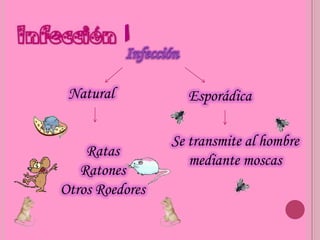 Natural           Esporádica

                 Se transmite al hombre
    Ratas
                    mediante moscas
   Ratones
Otros Roedores
 