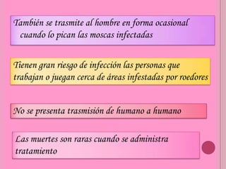 También se trasmite al hombre en forma ocasional
 cuando lo pican las moscas infectadas


Tienen gran riesgo de infección las personas que
trabajan o juegan cerca de áreas infestadas por roedores


No se presenta trasmisión de humano a humano

Las muertes son raras cuando se administra
tratamiento
 