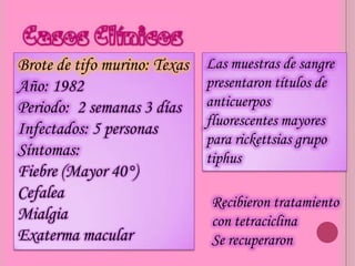 Brote de tifo murino: Texas   Las muestras de sangre
Año: 1982                     presentaron títulos de
Periodo: 2 semanas 3 días     anticuerpos
                              fluorescentes mayores
Infectados: 5 personas
                              para rickettsias grupo
Síntomas:                     tiphus
Fiebre (Mayor 40°)
Cefalea
                              Recibieron tratamiento
Mialgia                       con tetraciclina
Exaterma macular              Se recuperaron
 