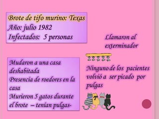 Brote de tifo murino: Texas
Año: julio 1982
Infectados: 5 personas               Llamaron al
                                     exterminador

Mudaron a una casa
deshabitada                   Ninguno de los pacientes
Presencia de roedores en la   volvió a ser picado por
casa                          pulgas
Murieron 5 gatos durante
el brote – tenían pulgas-
 