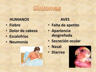 HUMANOS                    AVES
•   Fiebre            •   Falta de apetito
•   Dolor de cabeza   •   Apariencia
•   Escalofríos           desgreñada
•   Neumonía          •   Secreción ocular
                      •   Nasal
                      •   Diarrea
 