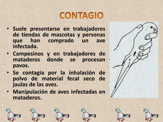 • Suele presentarse en trabajadores
  de tiendas de mascotas y personas
  que han comprado un ave
  infectada.
• Campesinos y en trabajadores de
  mataderos donde se procesan
  pavos.
• Se contagia por la inhalación de
  polvo de material fecal seco de
  jaulas de las aves.
• Manipulación de aves infectadas en
  mataderos.
 