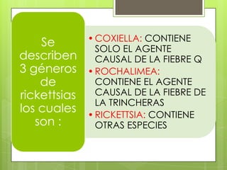 Se        • COXIELLA: CONTIENE
                SOLO EL AGENTE
describen       CAUSAL DE LA FIEBRE Q
3 géneros     • ROCHALIMEA:
    de          CONTIENE EL AGENTE
rickettsias     CAUSAL DE LA FIEBRE DE
                LA TRINCHERAS
los cuales    • RICKETTSIA: CONTIENE
   son :        OTRAS ESPECIES
 