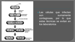Las células que infectan
son sumamente
contagiosas, por lo que
estas técnicas se evitan en
los laboratorios
 