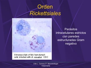 Lilia L. Carrero P. Microbiología
Veterinaria
Orden
Rickettsiales
Parásitos
intracelulares estrictos
con paredes
estructuradas Gram
negativo
 