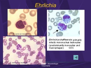 Lilia L. Carrero P. Microbiología
Veterinaria
Ehrlichia
E. canis en monocito
E. ewingii en neutrófilo
 