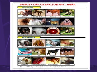 Lilia L. Carrero P. Microbiología
Veterinaria
 