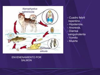 ENVENENAMIENTO POR
SALMON
Nanophyetus
salminicola
Oxitrema
silicula
- Cuadro febril
repentino.
- Hipotermia.
- Anorexia.
- Diarrea
sanguinolenta
- Vomito
- Muerte
 