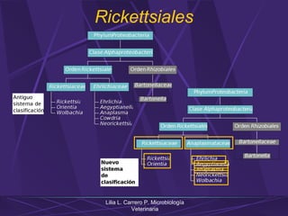 Lilia L. Carrero P. Microbiología
Veterinaria
Rickettsiales
 