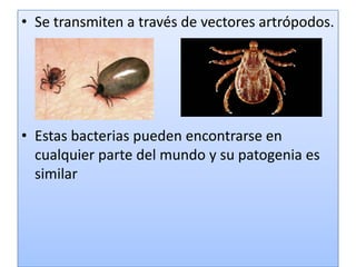 • Se transmiten a través de vectores artrópodos.
• Estas bacterias pueden encontrarse en
cualquier parte del mundo y su patogenia es
similar
 