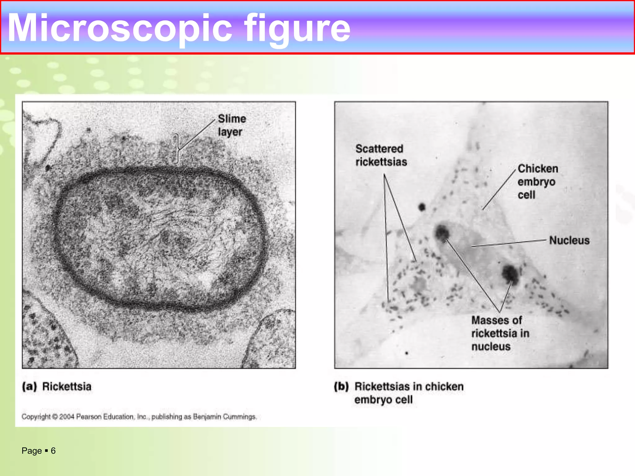 Rickettsia | PPT