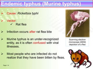 Endemic typhus (Murine typhus) 
 Cause: Rickettsia typhi 
 Vector: 
Page  14 
 Rat flea 
 Infection occurs after rat flea bite 
 Murine typhus is an under-recognized 
entity, as it is often confused with viral 
illnesses. 
 Most people who are infected do not 
realize that they have been bitten by fleas. 
Scanning electron 
microscope (SEM) 
depiction of a flea 
 