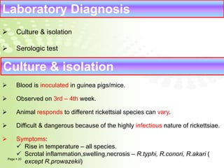 Laboratory Diagnosis 
 Culture & isolation 
 Serologic test 
Culture & isolation 
 Blood is inoculated in guinea pigs/mice. 
 Observed on 3rd – 4th week. 
 Animal responds to different rickettsial species can vary. 
 Difficult & dangerous because of the highly infectious nature of rickettsiae. 
 Symptoms: 
 Rise in temperature – all species. 
 Scrotal inflammation,swelling,necrosis – R.typhi, R.conori, R.akari ( 
Page  20 
except R.prowazekii) 
 