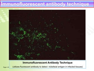 Immunofluorescent antibody technique 
Page  23 
Immunofluorescent Antibody Technique 
(utilizes fluorescent antibody to detect rickettsial antigen in infected tissues) 
 