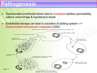 Pathogenesis 
 Disseminated endothelial lesion lead to increased capillary permeability, 
edema, hemorrhage & hypotensive shock 
 Endothelial damage can lead to activation of clotting system ---> 
Disseminated intravascular coagulation (DIC) 
Page  9 
 