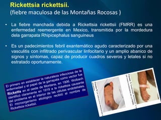 • La fiebre manchada debida a Rickettsia rickettsii (FMRR) es una
enfermedad reemergente en Mexico, transmitida por la mordedura
dela garrapata Rhipicephalus sanguineus
• Es un padecimientos febril exantemático agudo caracterizado por una
vasculitis con infiltrado perivascular linfocitario y un amplio abanico de
signos y síntomas, capaz de producir cuadros severos y letales si no
estratado oportunamente.
Rickettsia rickettsii.
(fiebre maculosa de las Montañas Rocosas )
 