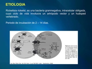 ETIOLOGIA
Rickettsia ricketsi, es una bacteria gramnegativa, intracelular obligada,
cuyo ciclo de vida involucra un artrópodo vector y un huésped
vertebrado.
Periodo de incubación de 2 – 14 días.
 