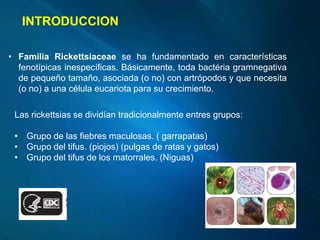 INTRODUCCION
• Familia Rickettsiaceae se ha fundamentado en características
fenotípicas inespecíficas. Básicamente, toda bactéria gramnegativa
de pequeño tamaño, asociada (o no) con artrópodos y que necesita
(o no) a una célula eucariota para su crecimiento.
Las rickettsias se dividían tradicionalmente entres grupos:
• Grupo de las fiebres maculosas. ( garrapatas)
• Grupo del tifus. (piojos) (pulgas de ratas y gatos)
• Grupo del tifus de los matorrales. (Niguas)
 