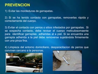 PREVENCION
1) Evitar las mordeduras de garrapatas.
2) Si se ha tenido contacto con garrapatas, removerlas rápida y
correctamente del cuerpo.
3) Evitar el contacto con perros o sitios infestados por garrapatas. Si
se sospecha contacto, debe revisar el cuerpo meticulosomaente
para identificar garraptas adheridas al a piel. Si se encuentra una
garrapta adherida a la piel debe removerse sujetándola firmemente
con una pinza fina.
4) Limpieza del entorno domiciliario, desparacitacion de perros que
conviven cercano a la personas.
 