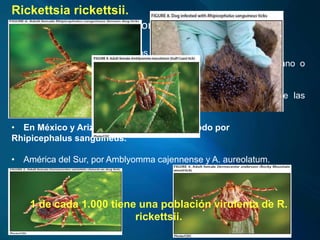 Rickettsia rickettsii.
(fiebre maculosa de las Montañas Rocosas )
• El vector más importante en los dos tercios orientales de
EE.UU. y en el Lejano Oeste es la garrapata del perro americano o
Dermacentor variabilis.
• Estados orientales del país es la garrapata de la madera de las
Montañas Rocosas, o Dermacentor andersoni.
• En México y Arizona se transmite sobre todo por
Rhipicephalus sanguineus.
• América del Sur, por Amblyomma cajennense y A. aureolatum.
1 de cada 1.000 tiene una población virulenta de R.
rickettsii.
 