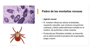 Rickettsiosis | PPTX