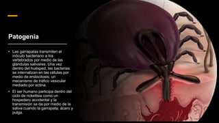 Rickettsiosis | PPTX