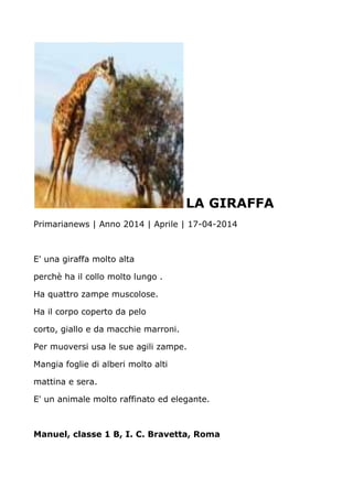 LA GIRAFFA
Primarianews | Anno 2014 | Aprile | 17-04-2014
E' una giraffa molto alta
perchè ha il collo molto lungo .
Ha quattro zampe muscolose.
Ha il corpo coperto da pelo
corto, giallo e da macchie marroni.
Per muoversi usa le sue agili zampe.
Mangia foglie di alberi molto alti
mattina e sera.
E' un animale molto raffinato ed elegante.
Manuel, classe 1 B, I. C. Bravetta, Roma
 