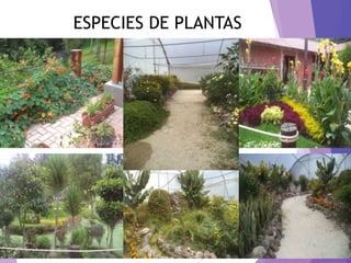 ESPECIES DE PLANTAS
 