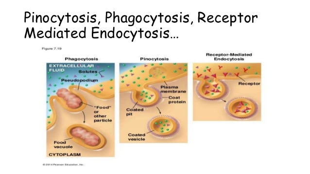 Golgi Apparatus (Cell Organelle) In Eukaryotes