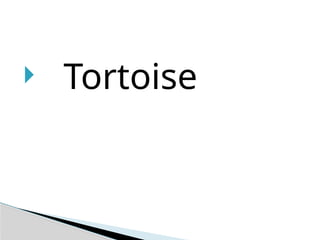  Tortoise
 
