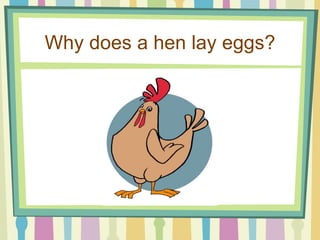 Why does a hen lay eggs? 