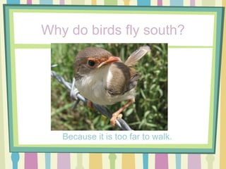 Why do birds fly south? Because it is too far to walk. 