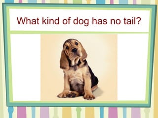 What kind of dog has no tail? 