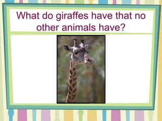 What do giraffes have that no other animals have? 
