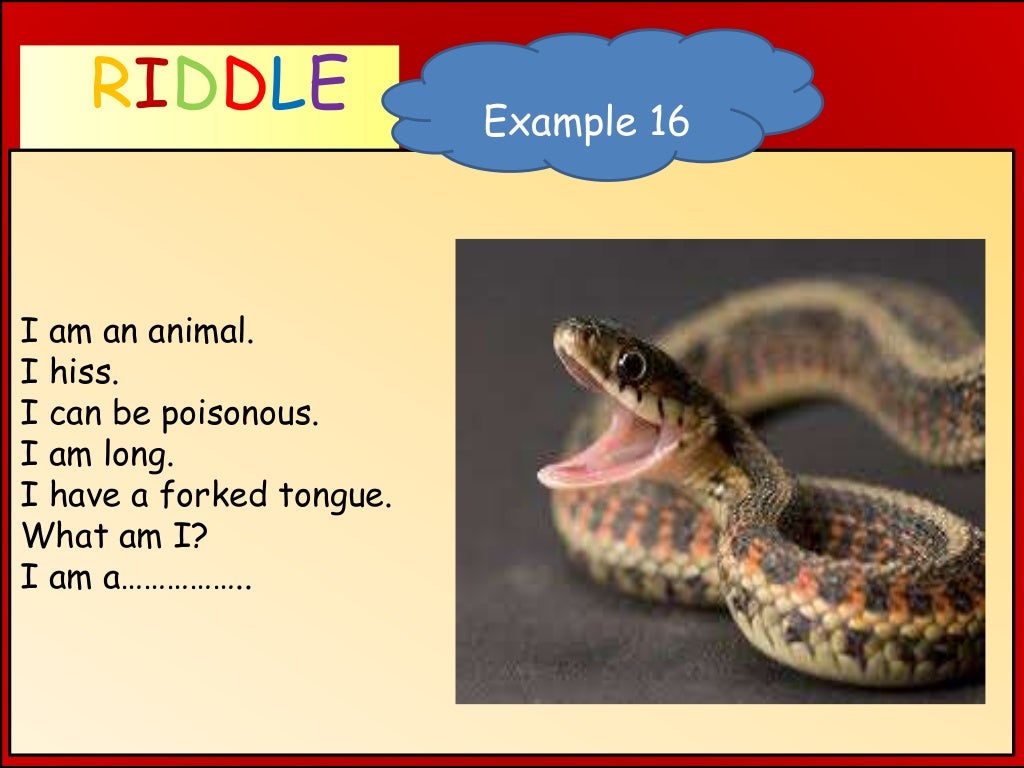 Как будет по английски змей. Змеи на английском языке. Загадки про змей. Animal Riddles. Загадки на английском языке.