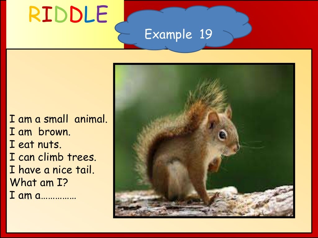 Animal Riddles.