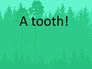 A tooth!
 