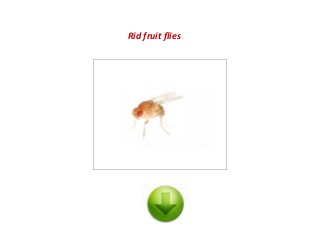 Rid fruit flies
 